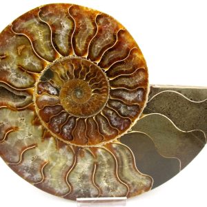 Madagascar Ammonite Pair Fossil for Sale XL+~ 6.80" #23