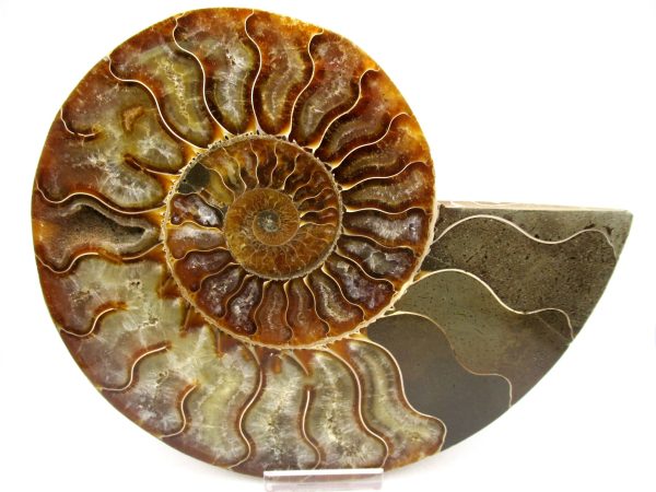 General Cretaceous Age Cleoniceras XL Pair Fossils From Madagascar For Sale #23