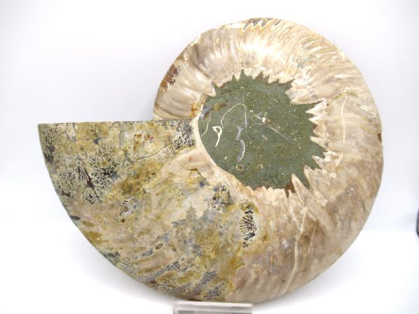 General Cretaceous Age Cleoniceras XL Pair Fossils From Madagascar For Sale #23a