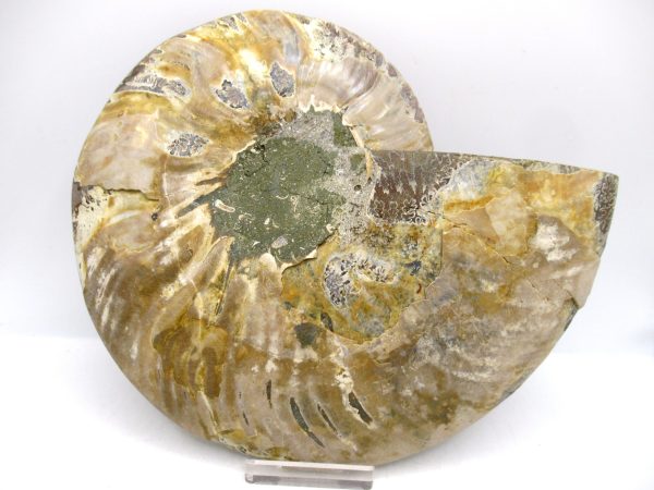 General Cretaceous Age Cleoniceras XL Pair Fossils From Madagascar For Sale #23c