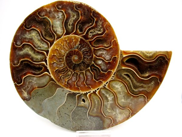 General Cretaceous Age Cleoniceras XL Pair Fossils From Madagascar For Sale #24