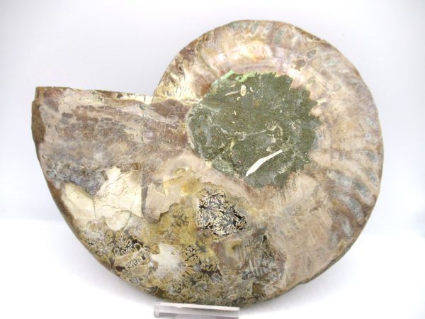 General Cretaceous Age Cleoniceras XL Pair Fossils From Madagascar For Sale #24a