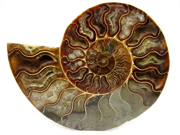 General Cretaceous Age Cleoniceras XL Pair Fossils From Madagascar For Sale #24b