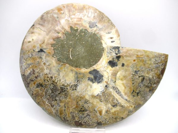 General Cretaceous Age Cleoniceras XL Pair Fossils From Madagascar For Sale #24c