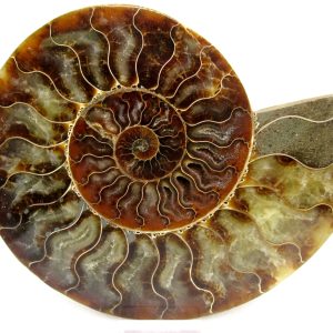 Madagascar Ammonite Pair Fossil for Sale XL+~ 6.88" #25