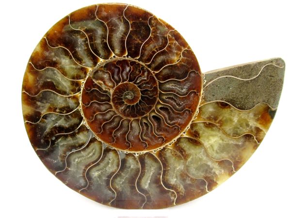 General Cretaceous Age Cleoniceras XL Pair Fossils From Madagascar For Sale #25