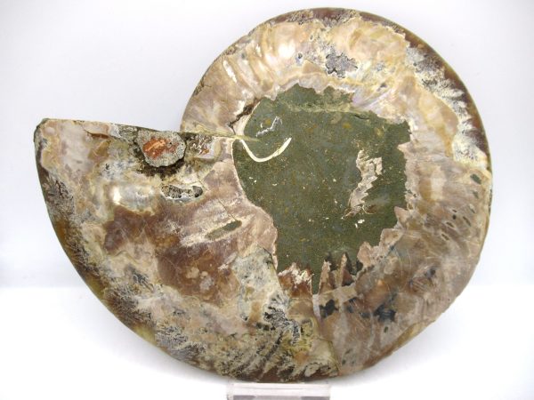 General Cretaceous Age Cleoniceras XL Pair Fossils From Madagascar For Sale #25a