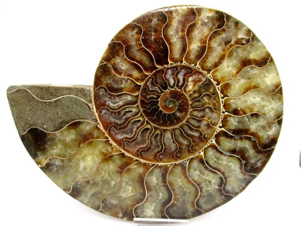 General Cretaceous Age Cleoniceras XL Pair Fossils From Madagascar For Sale #25b