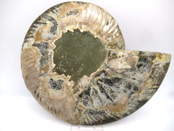 General Cretaceous Age Cleoniceras XL Pair Fossils From Madagascar For Sale #25c