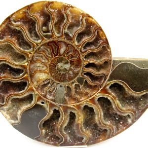 Madagascar Ammonite Pair Fossil for Sale XL+~ 7.06 #26