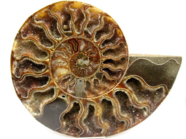 General Cretaceous Age Cleoniceras XL Pair Fossils From Madagascar For Sale #26