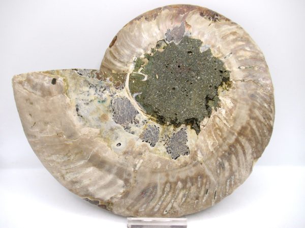 General Cretaceous Age Cleoniceras XL Pair Fossils From Madagascar For Sale #26a