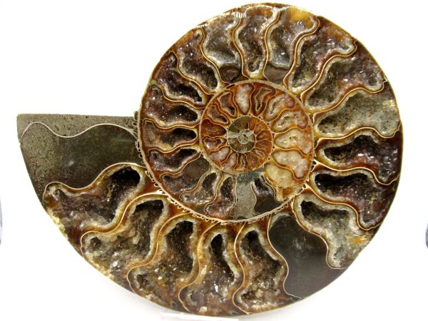General Cretaceous Age Cleoniceras XL Pair Fossils From Madagascar For Sale #26b