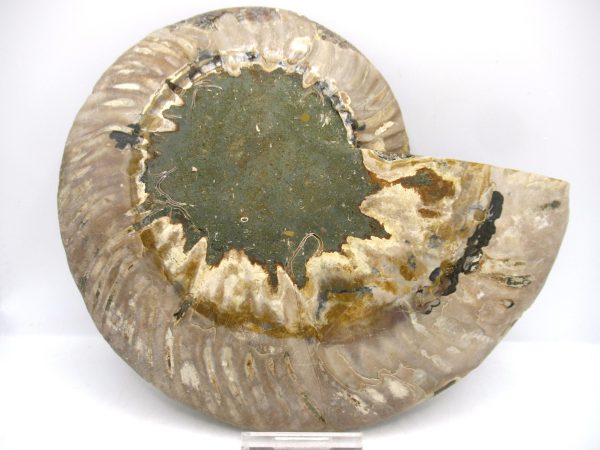 General Cretaceous Age Cleoniceras XL Pair Fossils From Madagascar For Sale #26c