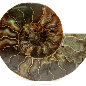 Madagascar Ammonite Pair Fossil for Sale XL+~ 6.19" #27