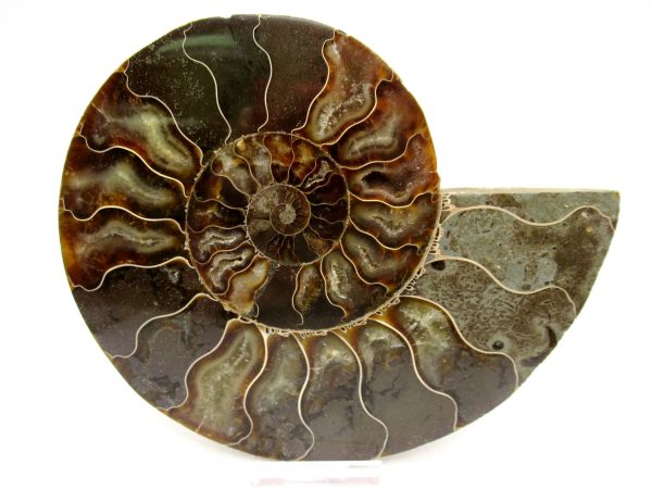 General Cretaceous Age Cleoniceras XL Pair Fossils From Madagascar For Sale #27