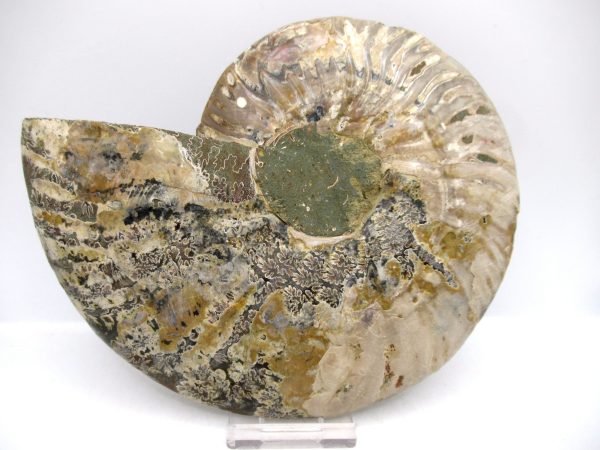 General Cretaceous Age Cleoniceras XL Pair Fossils From Madagascar For Sale #27a