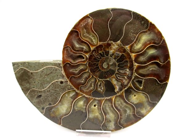 General Cretaceous Age Cleoniceras XL Pair Fossils From Madagascar For Sale #27b