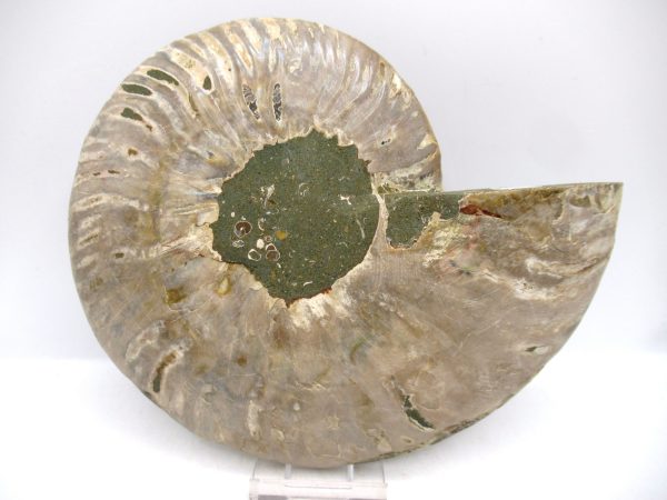 General Cretaceous Age Cleoniceras XL Pair Fossils From Madagascar For Sale #27c