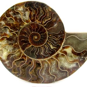 Madagascar Ammonite Pair Fossil for Sale XL+~ 6.76" #28