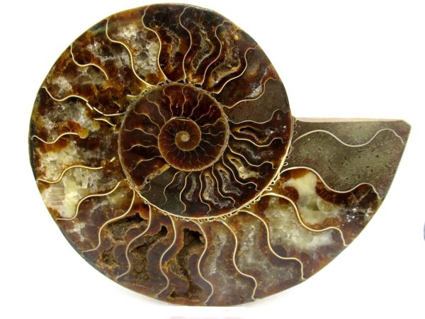 General Cretaceous Age Cleoniceras XL Pair Fossils From Madagascar For Sale #28