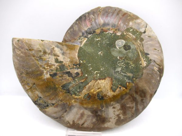 General Cretaceous Age Cleoniceras XL Pair Fossils From Madagascar For Sale #28a