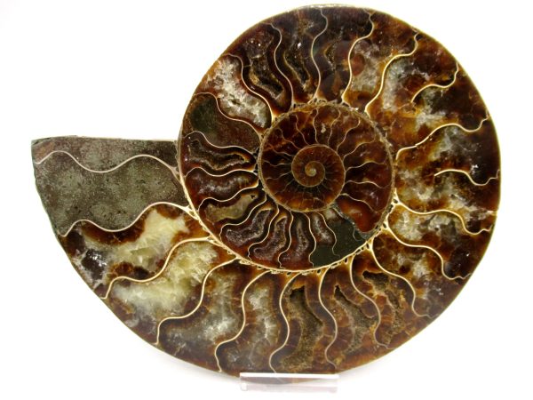 General Cretaceous Age Cleoniceras XL Pair Fossils From Madagascar For Sale #28b