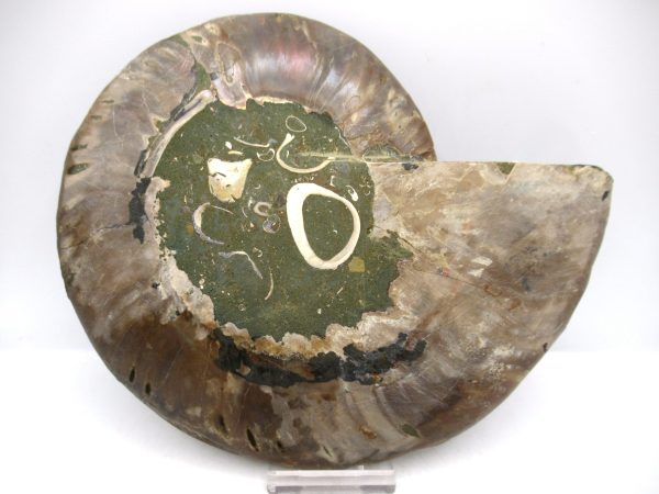 General Cretaceous Age Cleoniceras XL Pair Fossils From Madagascar For Sale #28c
