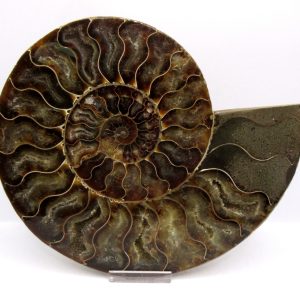 Madagascar Ammonite Pair Fossil for Sale XL+~ 7.09" #29