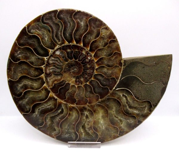 General Cretaceous Age Cleoniceras XL Pair Fossils From Madagascar For Sale #29