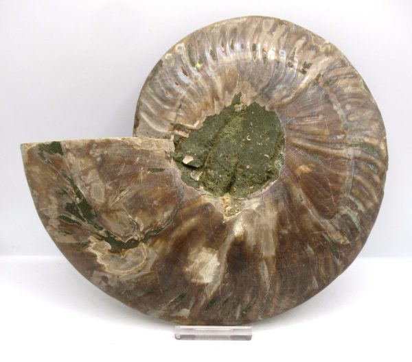 General Cretaceous Age Cleoniceras XL Pair Fossils From Madagascar For Sale #29a