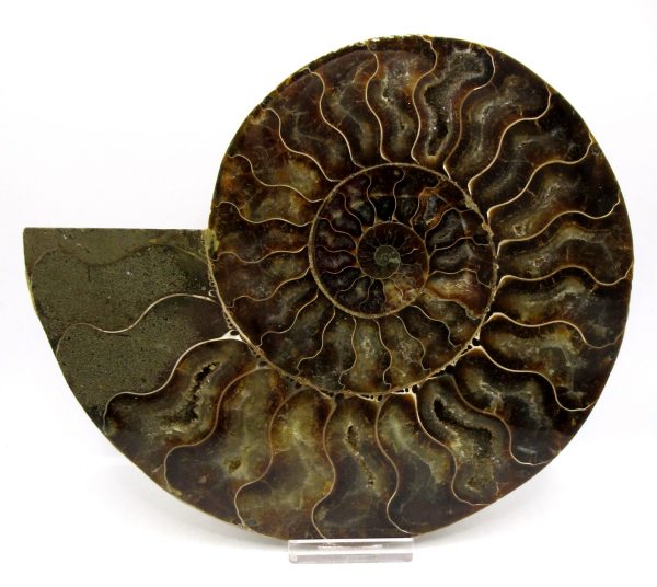 General Cretaceous Age Cleoniceras XL Pair Fossils From Madagascar For Sale #29b