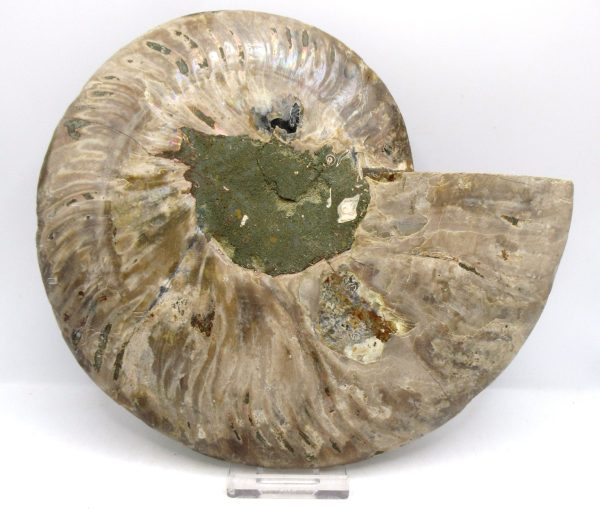 General Cretaceous Age Cleoniceras XL Pair Fossils From Madagascar For Sale #29c