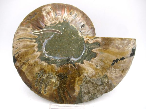 General Cretaceous Age Cleoniceras Ammonite Lg Pair Fossils From Madagascar For Sale #144c