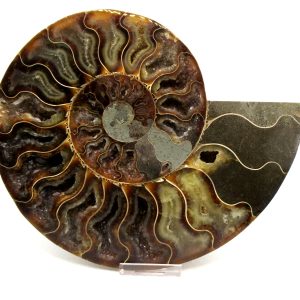 Madagascar Ammonite Pair Fossil for Sale XXL~ 7.60" #10
