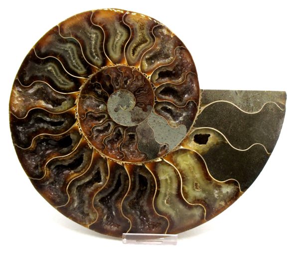 Madagascar Ammonite Pair Fossil for Sale XXL~ 7.60" #10