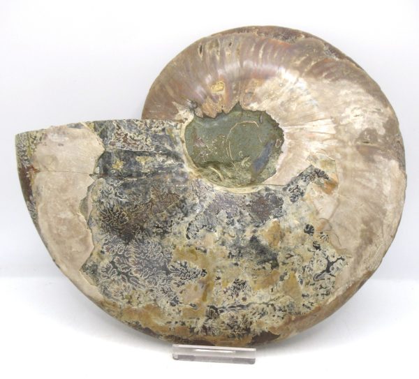 Madagascar Ammonite Pair Fossil for Sale XXL~ 7.60" #10 - Image 2