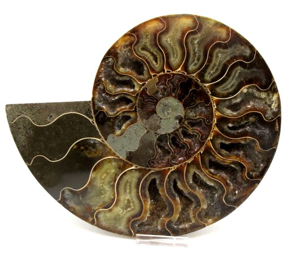 Madagascar Ammonite Pair Fossil for Sale XXL~ 7.60" #10 - Image 4