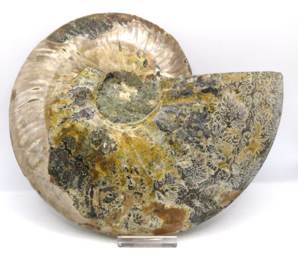 Madagascar Ammonite Pair Fossil for Sale XXL~ 7.60" #10 - Image 3