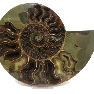 Madagascar Ammonite Pair Fossil for Sale XXL~ 7.15" #11