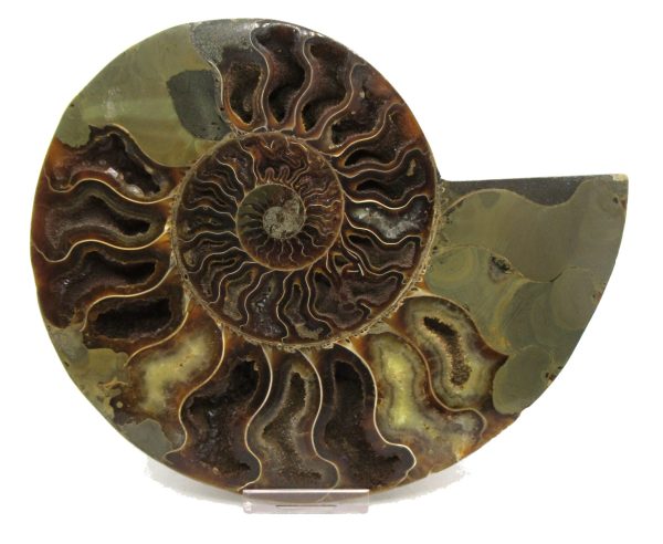 Madagascar Ammonite Pair Fossil for Sale XXL~ 7.15" #11