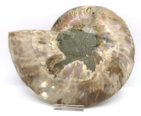 Madagascar Ammonite Pair Fossil for Sale XXL~ 7.15" #11 - Image 2
