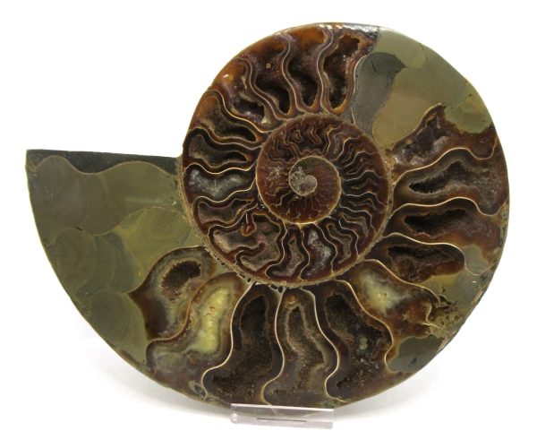 Madagascar Ammonite Pair Fossil for Sale XXL~ 7.15" #11 - Image 4