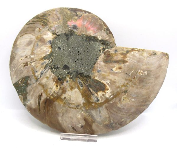 Madagascar Ammonite Pair Fossil for Sale XXL~ 7.15" #11 - Image 3