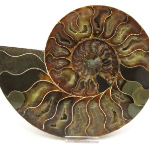 Madagascar Ammonite Pair Fossil for Sale XXL~ 7.20" #12