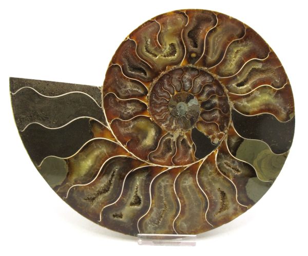 Madagascar Ammonite Pair Fossil for Sale XXL~ 7.20" #12