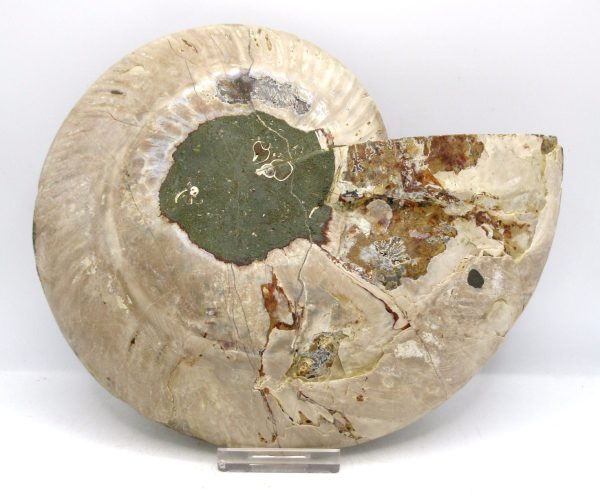 Madagascar Ammonite Pair Fossil for Sale XXL~ 7.20" #12 - Image 2