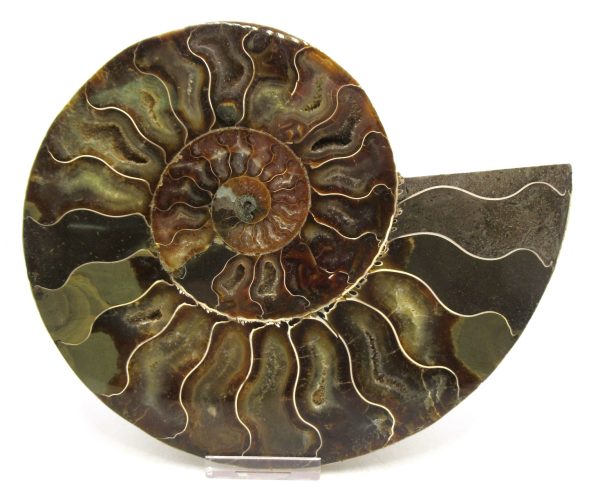Madagascar Ammonite Pair Fossil for Sale XXL~ 7.20" #12 - Image 4