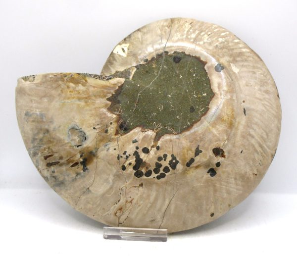 Madagascar Ammonite Pair Fossil for Sale XXL~ 7.20" #12 - Image 3
