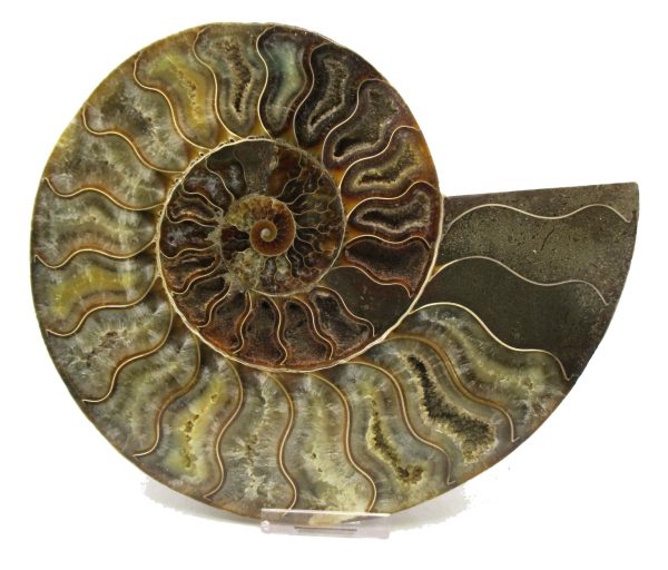 Madagascar Ammonite Pair Fossil for Sale XXL~ 7.15" #13